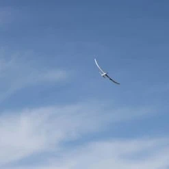 E-flite Night Radian 2.0m BNF Basic -RC Planes Sales Shop EFL36500 A07 01RJSQ3Y